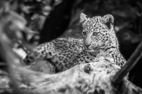 leopard cubs sleeping